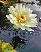 White Delight Waterlily.